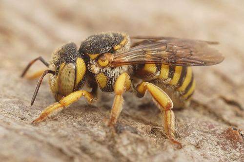 Réf. 270 197 : Icteranthidium grohmanni